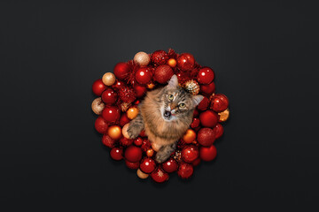 New Year's background. A red Christmas wreath and a cat. Funny cat that eats and catches shrimp.