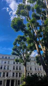 White Victorian Buildings on summery day with green private garden tree