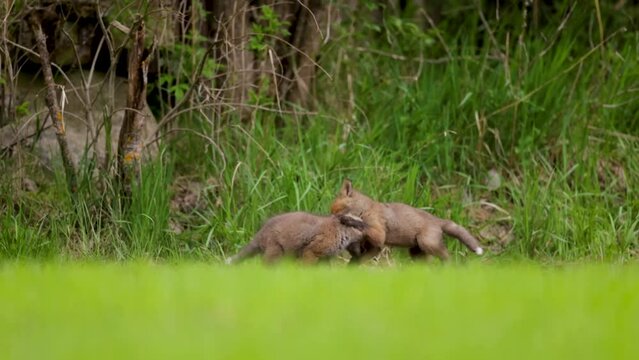 fox cubs playing fox puppies kittens playing on a field in finland red fox