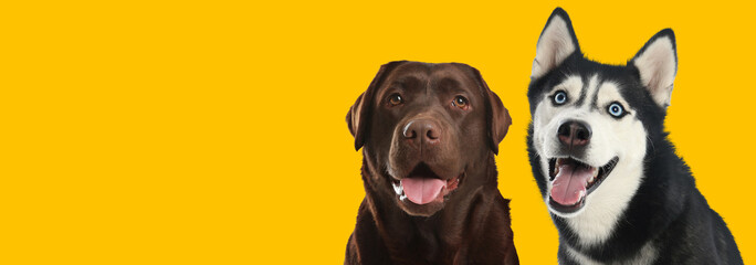 Happy pets. Cute chocolate Labrador Retriever and Siberian Husky dogs smiling on yellow background,...