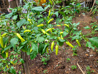 chili garden in the yard