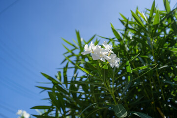 夏の青空と白いキョウチクトウ