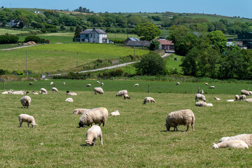 Fototapeta premium A flock of white sheep on a green meadow on a sunny spring day. A farmer's pasture in the south of Ireland. Livestock farm, agricultural landscape. Herd of sheep on green grass field