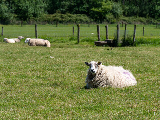 A cute fluffy sheep is lying on a green lawn. White sheep on green grass field