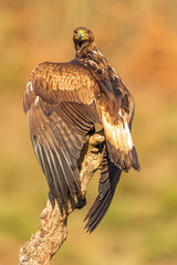 Águila Real