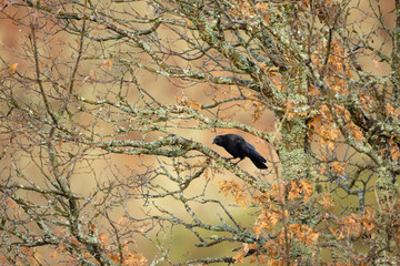 Cuervo en la ramas