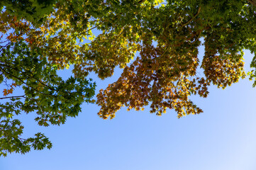 leaves and sky