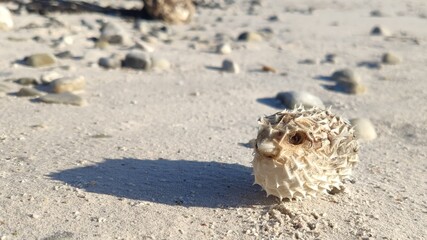 South Africa - Cape Agulhas - Puffer Fish