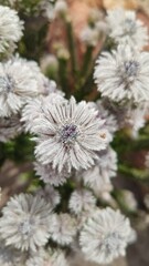 South Africa - Cederberg Wolfberg - Botany