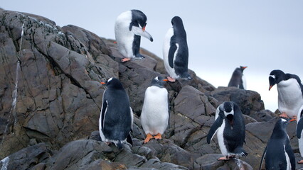 Gentoo penguin (Pygoscelis papua) colony on a rock at Kinnes Cove, Joinville Island, Antarctica © Angela