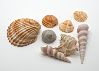 Seashells isolated on white background