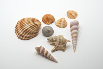 seashells on a white background