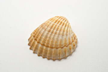 sea shell on a white background