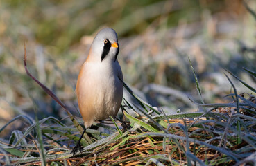 Bearded reedling, Panurus biarmicus. A bird sits on the grass covered in frost