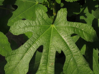 Hoja de higuera en primer plano 