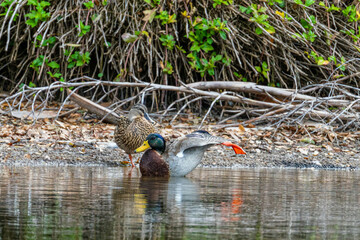 mallard drake stretching his legs on water