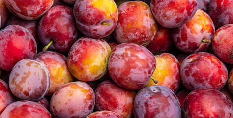 Plums background. Fresh plum. Harvest. Autumn. top view