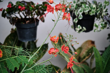 Pride Of Barbados flowers grow fresh