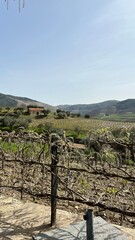 Portuguese vineyards on port wine farm