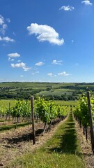 Fototapeta na wymiar vineyard in the Rhine valley region