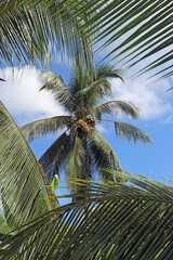Tall Coconut Tree with Blue Sky, White Clouds, and Palm Leaf Frame