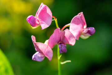 Obraz premium Close up of everlasting sweet pea (lathyrus latifolius) flowers in bloom