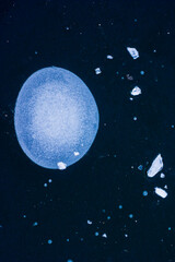 ice on a pond of blue color with a round bubble shaped white depression from impact and in winter in frost