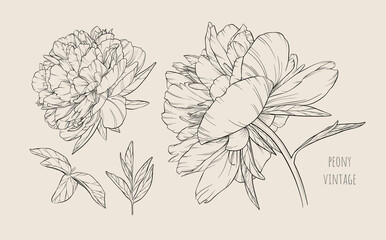 Set of vector hand drawn vintage peonies on pale beige background. Big beautiful flowers. Decorative art elements for design layouts, holiday invitations, fashion textile prints. Botanical collection.