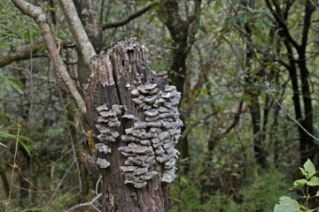 fungus on a tree branch 