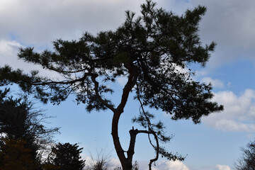 The beautiful silhouette of the old pine tree with the blue sky on the background in Sapporo Japan