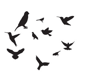 silhouette of birds