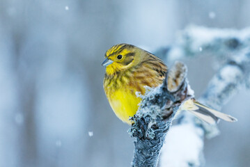 Yellowhammer (Emberiza citrinella) sitting on a snowy branch in cold winter day.	
