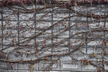 The interesting composition of the grape trees on the stone fence in Sapporo Japan