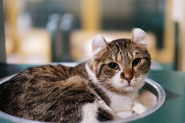 one Golden Shaded British Shorthair cat looking at camera 