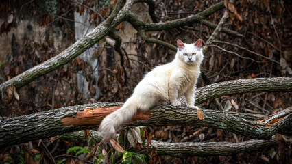 Himalayan cat, cat in a tree