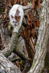 Himalayan cat, cat in a tree