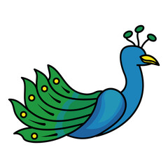 Peacock