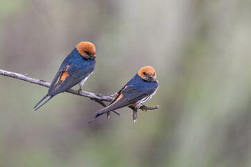 Cecropis abyssinica - Lesser striped swallow - Hirondelle striée © Thomas