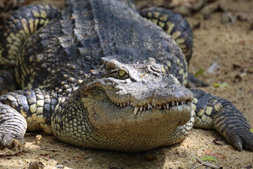 The thai crocodile rest on the garden