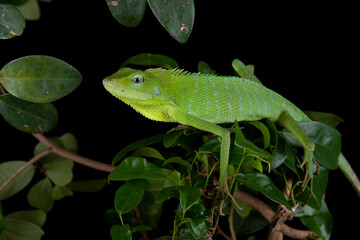 Green Jubata Lizard or Maned Forest Lizard (Bronchocela jubata).