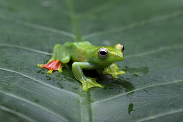 Jade Tree Frog (Rhacophorus dulitensis). is Indonesian tree frog.