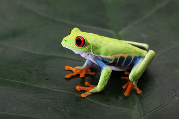 Red-eyed Tree Frog (Agalychnis callidryas) on leaf.