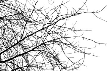 Tree branch silhouette on transparent background