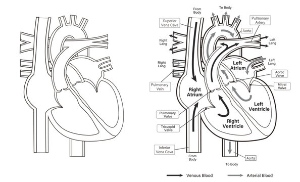 human heart anatomy monochrome vector illustration. 