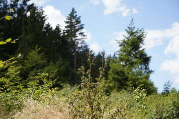 Obraz premium forest vegetattion with lush green grass and flowers