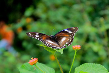 a dark brown butterfly with a mixture of white and dark orange spots, which is in my garden in aceh, indonesia