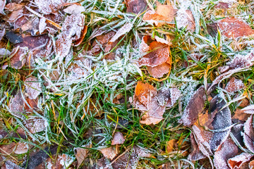 Autumn leaves on the snowy ground