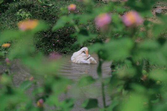 A swan taking a bath cools its body from the heat of the day, a goose bath in my village, Aceh, Indonesia.