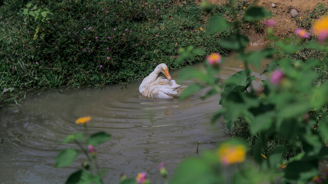 A swan taking a bath cools its body from the heat of the day, a goose bath in my village, Aceh, Indonesia.