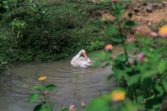 A swan taking a bath cools its body from the heat of the day, a goose bath in my village, Aceh, Indonesia.